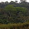 Floresta Estacional Semidecidual no PE de Vassununga, Santa Rita do Passa Quatro, SP, Brasil