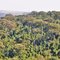 Parque Vassununga, terra dos maiores Jequitibás do Brasil