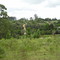 Vista para estrada Municipal do Verava SP-250