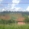 Plantações em Ibiúna