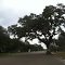 Tree. In the Road.