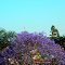Jacaranda Mimoso