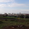 Cidade de Sertãozinho vista da Rodovia Armando de Salles Oliveira - SP-322