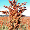 Sorgo - GO