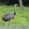 Emas em Rio Verde, GO. Wild emus graze freely.