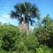 Buriti (Mauritia flexuosa)