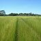 Campos de Cerrado