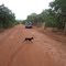 Chácara dos Poderes - Campo Grande - MS -Procurando Pequi