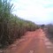 Canavial Zona Rural BGI - SP - Brasil