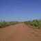 ESTRADA DE TERRA ENTRE CANAVIAIS