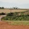 Rodovia Vicinal Motuca-Guariba, vendo ao fundo a Fazenda Santa Luzia