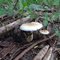 Cogumelo de Zebú - Jaboticabal - SP - Br