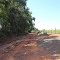À sombra das árvores