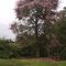 Paineira Rosa(Ceiba speciosa) na Reserva Biológica Augusto Ruschi em Sertãozinho, cortada pela SP-333