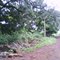 MANGUEIRA  NA  FAZENDA  SANTO  ANTONIO;  RIBEIRÃO  PRETO