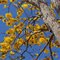 Florada do ipê amarelo - You can not shoot over this scenario, since the tree is no more.