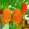 FLORES (FLOWERS)