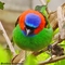 Saíra-militar (Tangara cyanocephala)