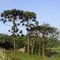 Araucárias (Araucaria angustifolia)