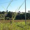 Bairro Pedregulho - São João da Boa Vista - SP - Brasil (Direção: NW) Oludare 0259