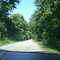 Shelby forest