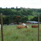 piquete de gado - Itiratupã - Garça