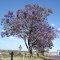 Jacarandá caroba