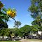 A flor e a praça