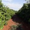 Cafezais em tangará da Serra - MT.