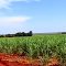 Área para Loteamento em Pontal - Vendo