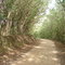 Estrada na Serra