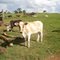Vaca na Fazenda do Vadinho