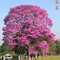 Ipê Roxo - na rodovia SP 215 - município de Descalvado