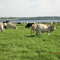 Livestock on irrigated farm