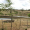 Fazenda Serra das Guaribas - Bezerros - PE