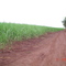 Canavial, Uberaba (MG).