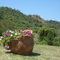 Flowers and mountain