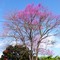 Mirandópolis, julho 2004 001