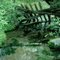 Hermitage Spring