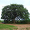 Taiuva - Amora Branca - Chlorophora Tinctoria  - Jaboticabal - SP