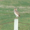 Coruja - Jaboticabal - SP - Brasil