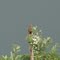 Gavião Carijó ( Rupornis magnirostris )  - Jaboticabal - SP - Brasil