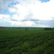 Terra Brasiliensis- Amendoin e cana - Jaboticabal - SP-Br