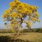 Ipê Amarelo