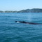 Baleia de Bryde L s22.44.491/ L w041.51.278
