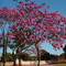 Árvore florida