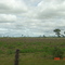 Boiada