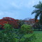 flamboyant near rio negro