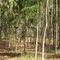 Rancho Pepeco