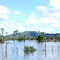 Alagados de Campo Maior - Flooded Land in Campo Maior